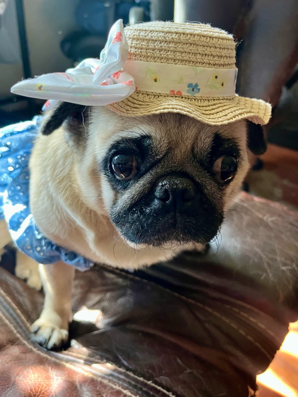 Straw Sun Hat for Dogs - Cream with Floral Band & Matching Blue Sundress